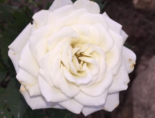 Il corso della natura