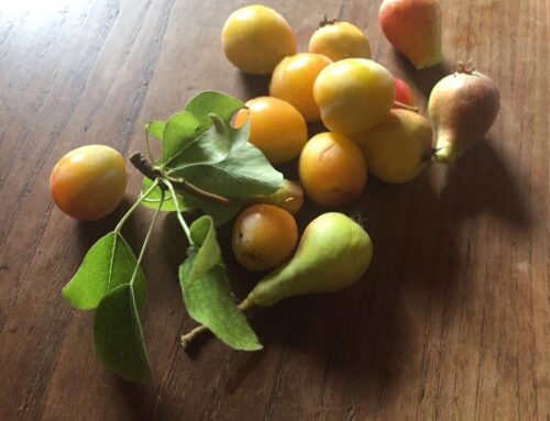 Percezioni…nutrimento